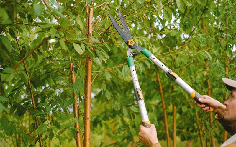 Tree trimming in Hebron, ND