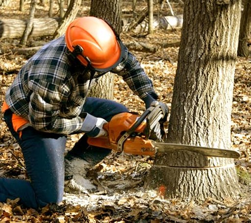Tree Removal in Hebron, ND